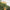 Raincoat_lion_010_1