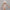 Trixie_13_092_01 (1)