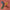 Trixie_36_141_03 (1)